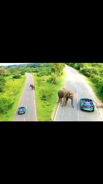 omg wild elefent stop the car