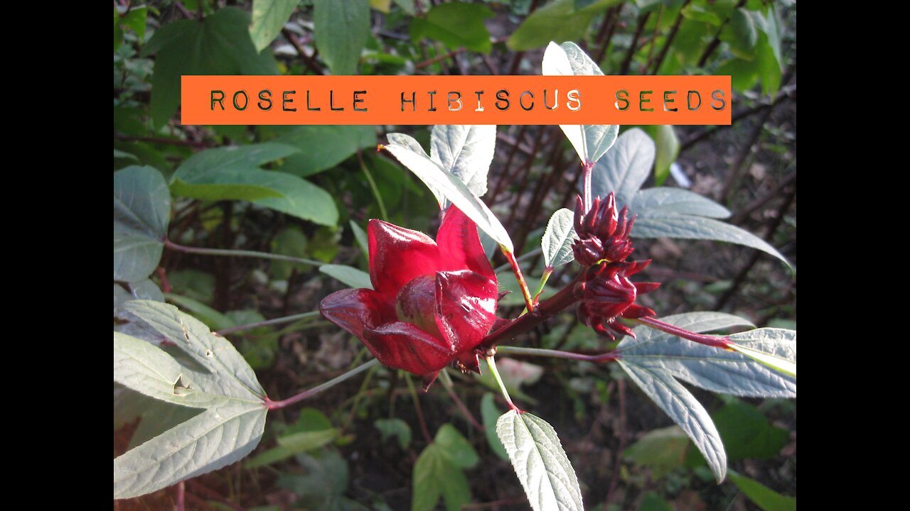 How to Extract Roselle Hibiscus Seeds