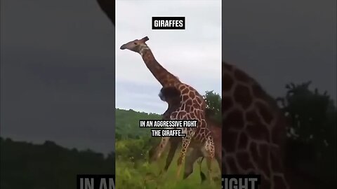 How a Giraffe ATTACKS! 😲 #giraffe #wildlife #attack #fight