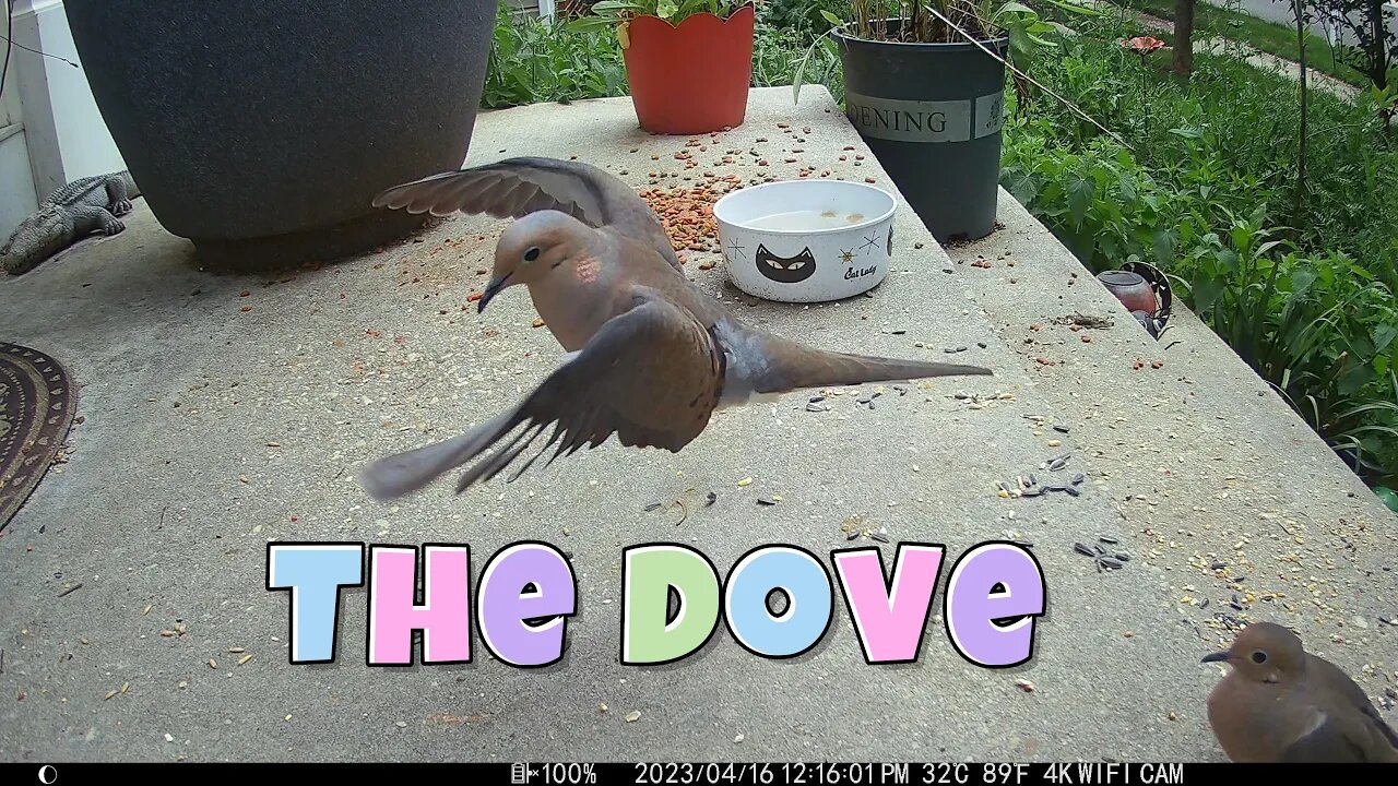 The Dove Lands! 🌞
