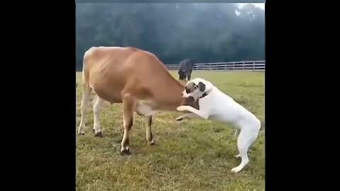 Dog and cow battle