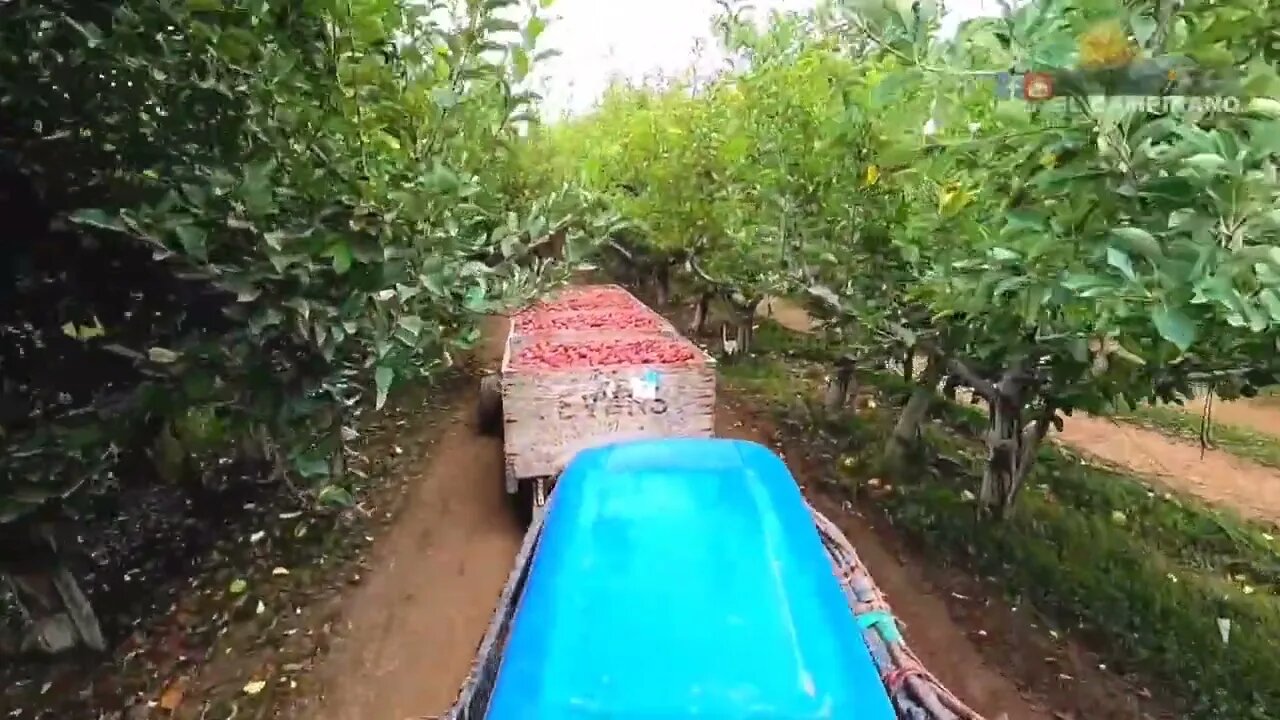 THE MOST BIGGEST APPLE FARM