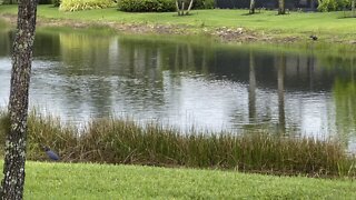 Birds in Paradise #anhinga #4K