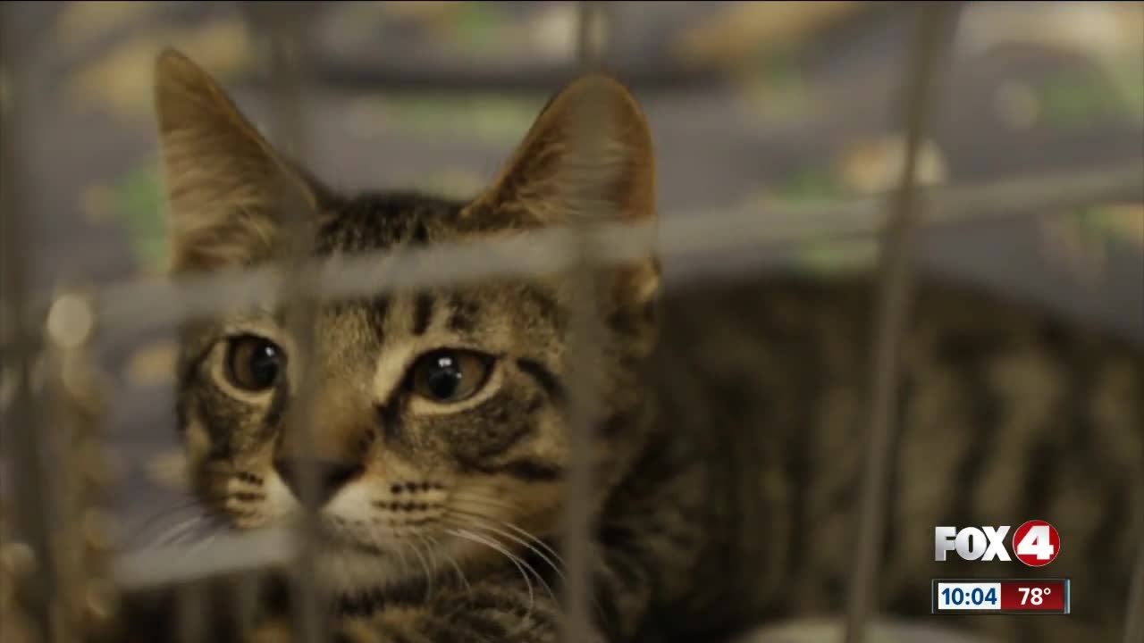 Animal shelter overcrowded with kittens