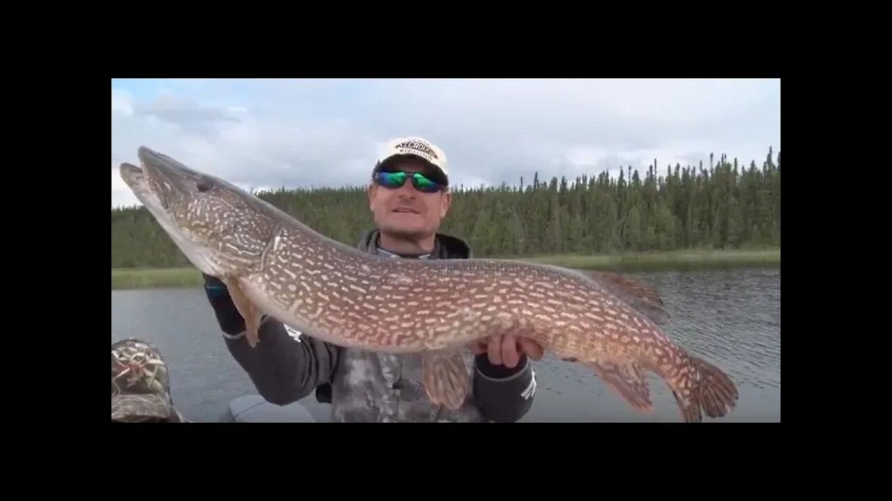 Massive Pike at Wollaston Lake, Ontario, Canada