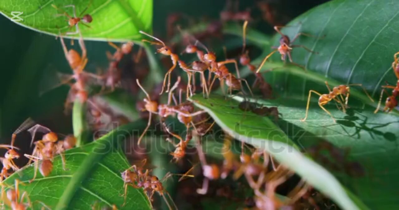 curiosidades sobre las hormigas rojas