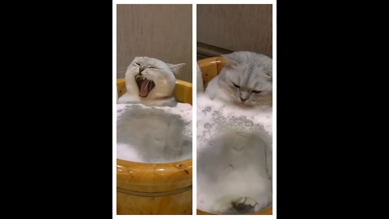 A Cat having bath