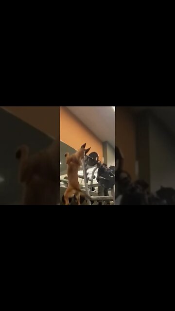 German Shepard Does Squats at the Gym?