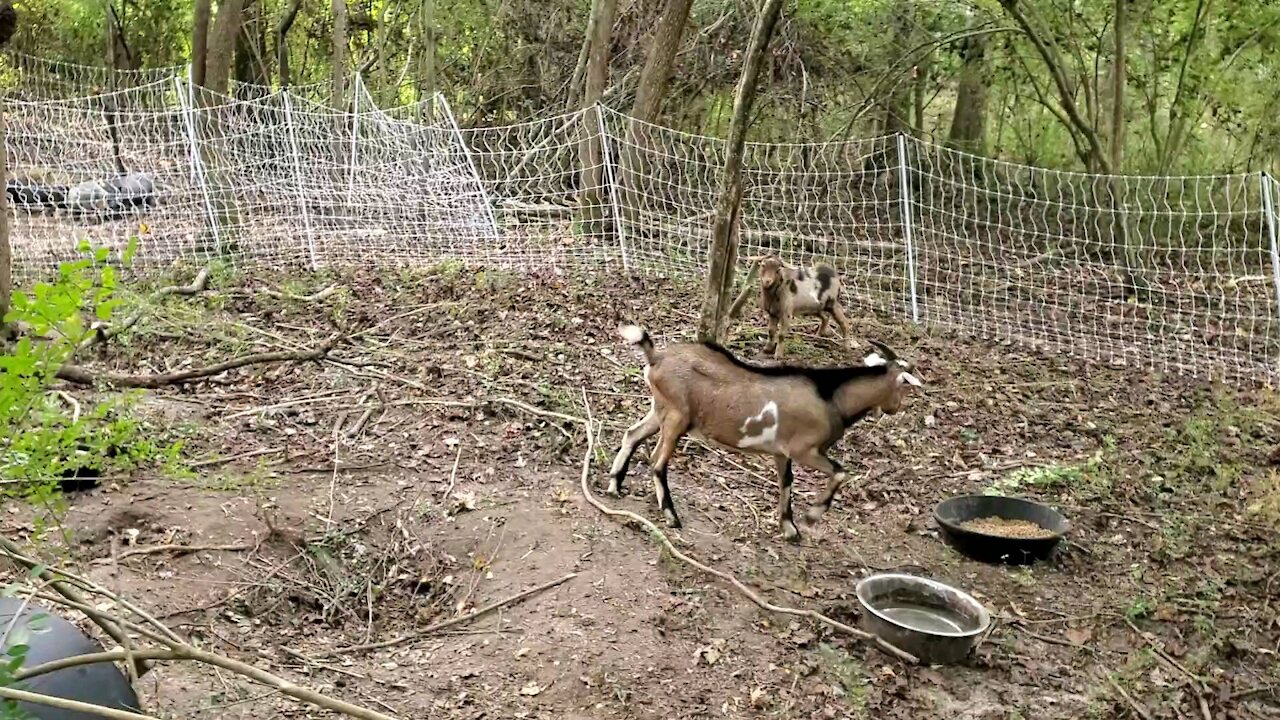 Goat pen day 5