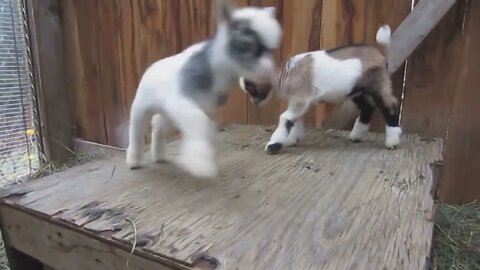 CUTE BABY GOATS | Funny Newborn Goats