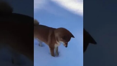 Cute dog with snow