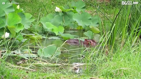 Le monde des hippos est un monde joyeux