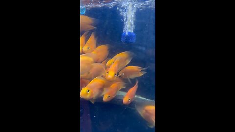 Gold fish #goldfish #mindrelex #short #shortvideos