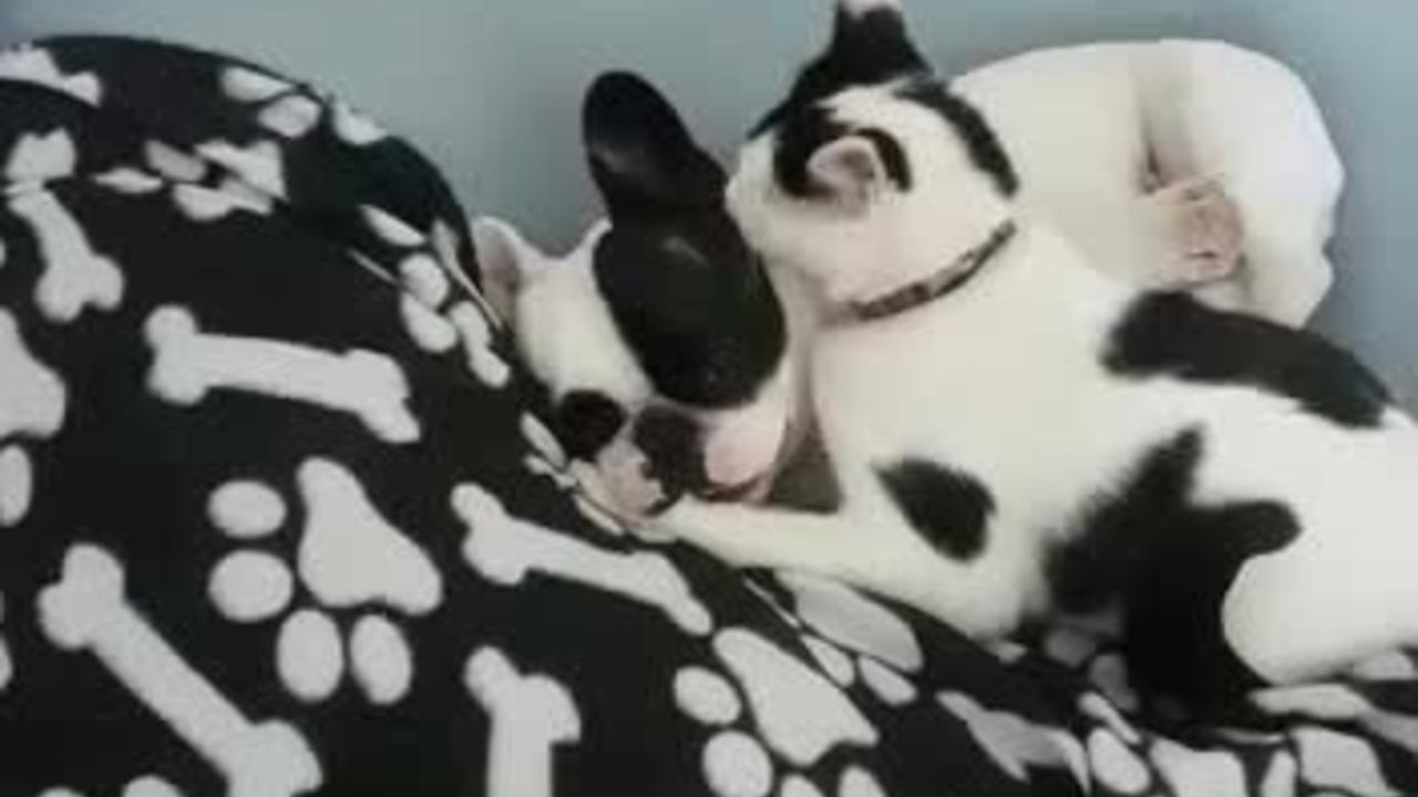 Crazy cat battles French Bulldog for bed dominance