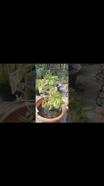 Ada Yang Tau, Ini pohon apa.?