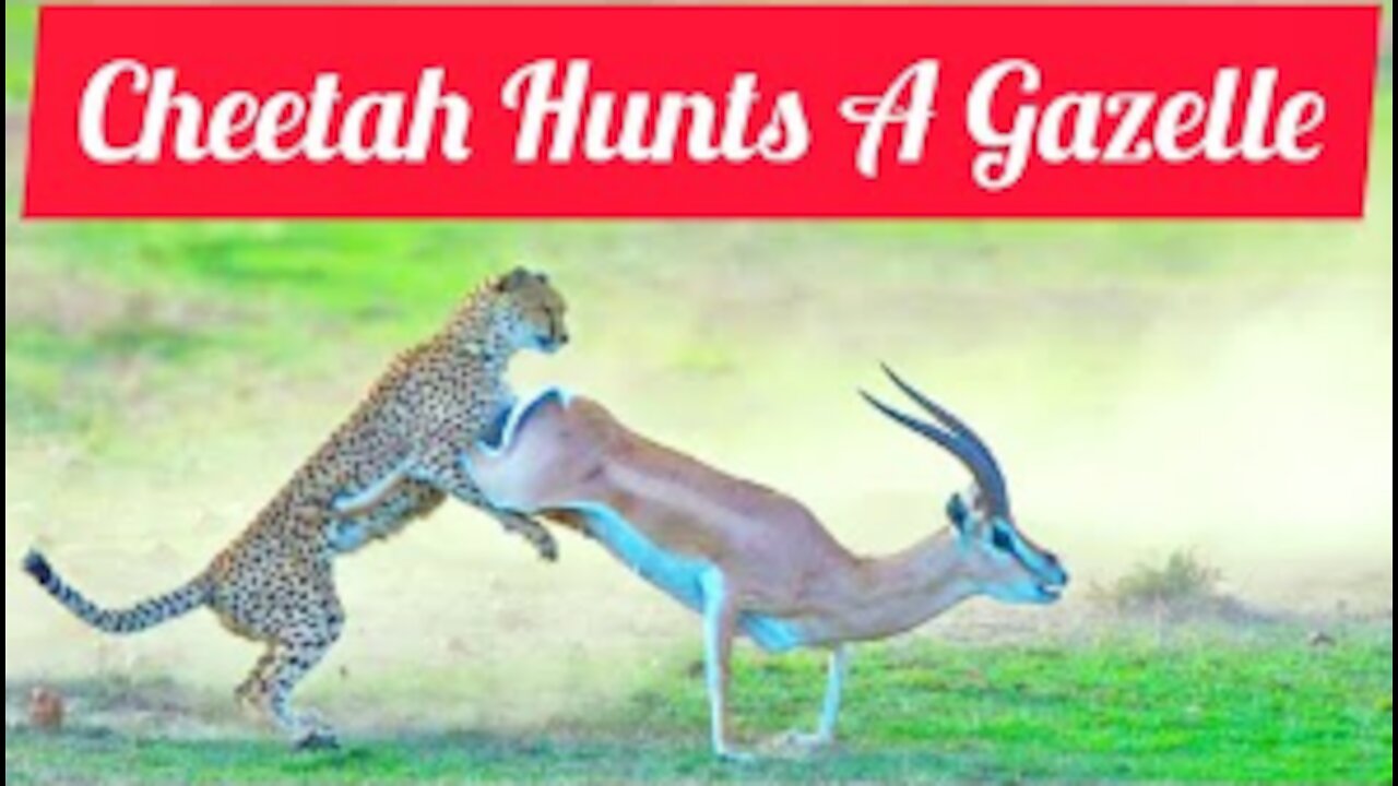 Cheetah Vs Thomson Gazelle - Hunting Moment