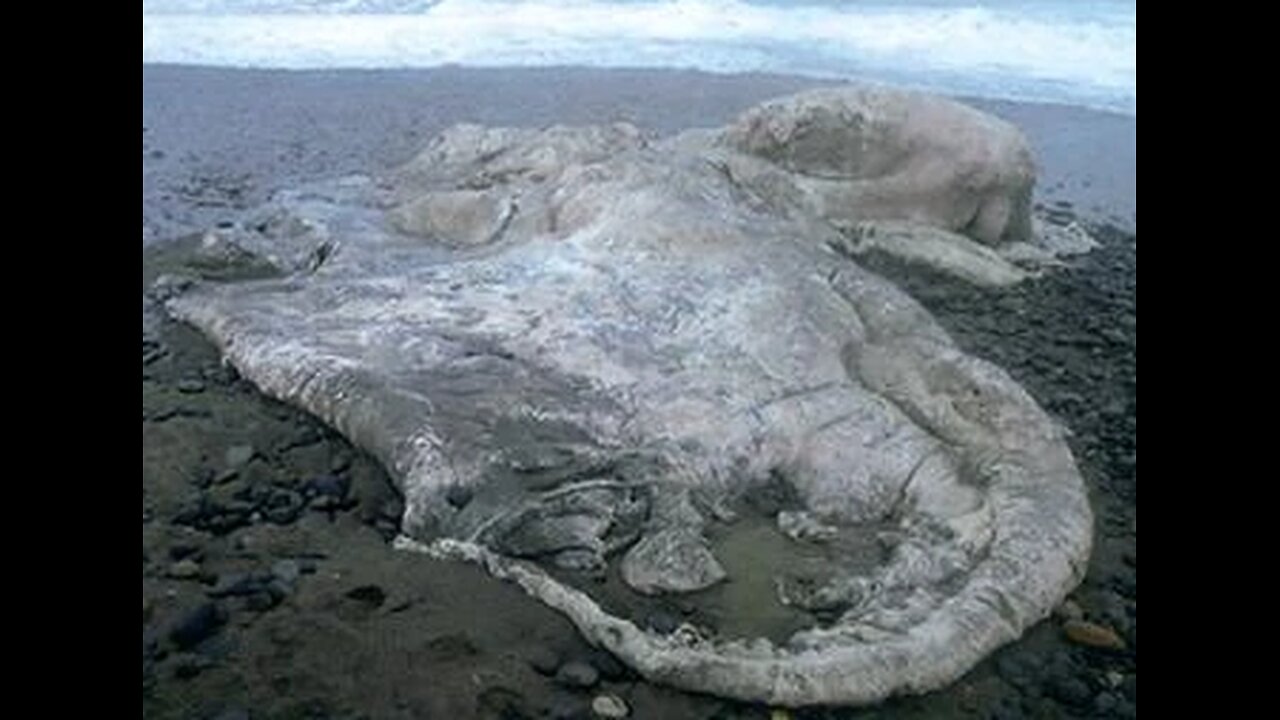 Chilean Blob