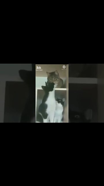Cat funny videos || cat tiktok || cat instagram || cat training #short video @Global Amazing