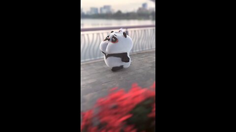 Panda Love
