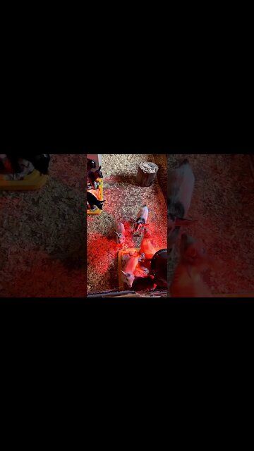 Hungry Baby Goats Ready for Breakfast #babygoats #farmlife #homestead #babyanimals #nigeriandwarf