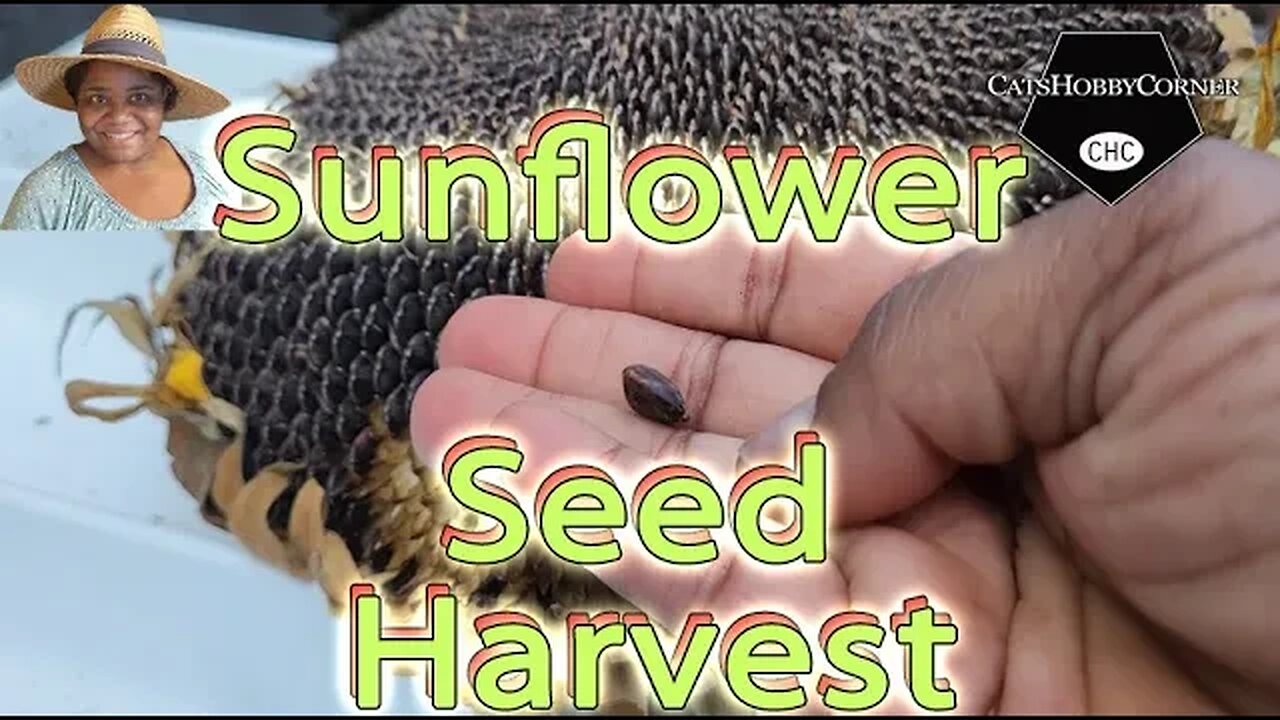 #processing #sunflower #seeds from #head - #catshobbycorner