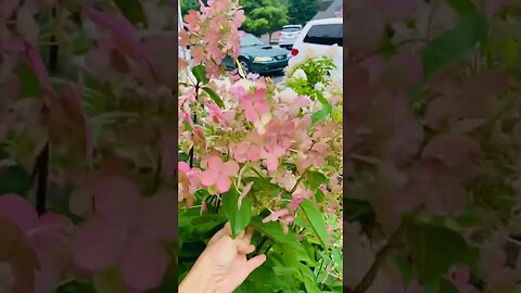 Panicle Hydrangea