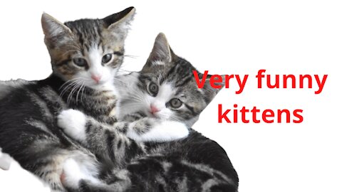 very funny kittens 2021