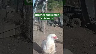 Farm surveillance. Chickens