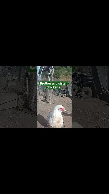 Farm surveillance. Chickens