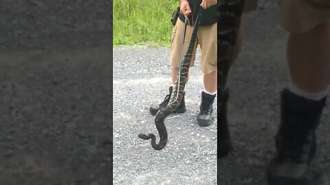 54 inch Black Phase Timber Rattler Pickup 🐍🐍🐍🐍