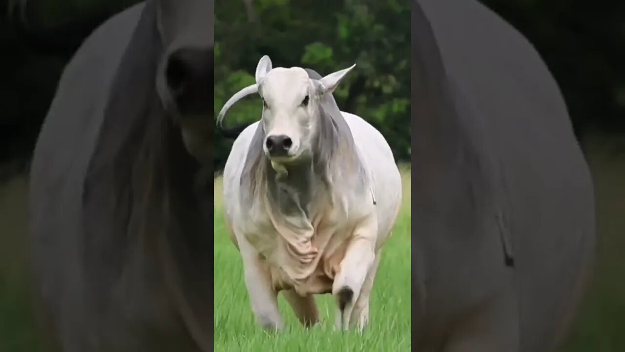 Bakra Eid 2023 #cow #youtube #shorts #trending #qurbanicollection