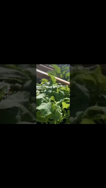 Radishes are Easy and Quick to Grow