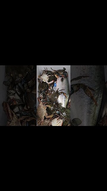 19 Blue crabs!!! NYC crabbing still Good!!