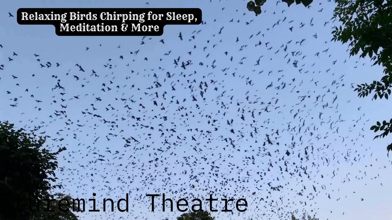 Soothing Birds Chirping To Help You Relax, Meditate, Sleep, Yoga, Study and More