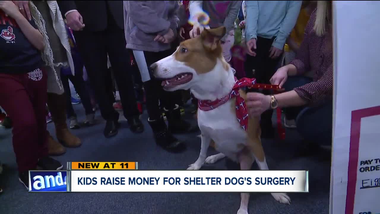 Shelter dog gets life changing surgery thanks to Independence students