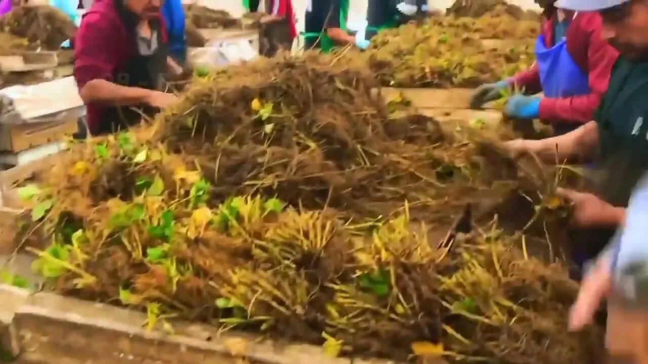 How To Produce Billions Of Strawberries In California