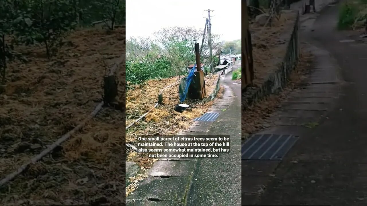 Abandoned street leading to a Torii Gate in the forest, on Omishima, in Imabari, Ehime, Japan