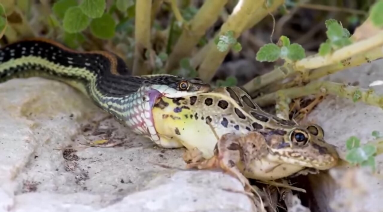 Ribbon snake hunting leopard frog