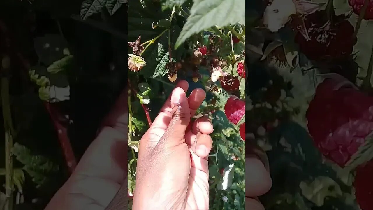 Japanese Beetles Eating Raspberries !! || Japanese Beetles