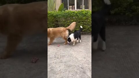 Clever dog uses ball as distraction to steal a treat..🐕🐾🎾🍪😅 #shorts #animals