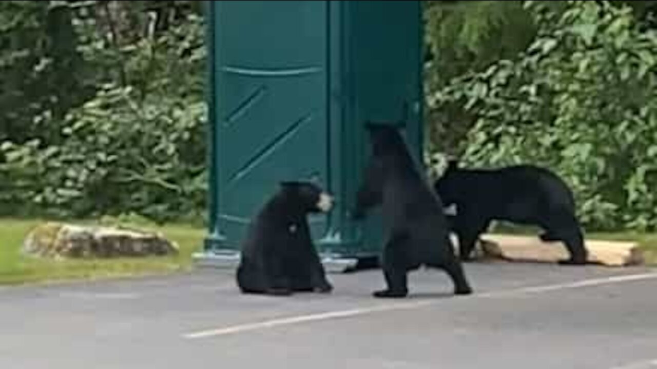 Bears spotted playing in parking lot