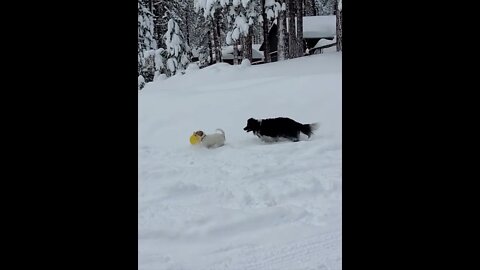 Ares Jack Russell and Junior do street dancing post snow storm