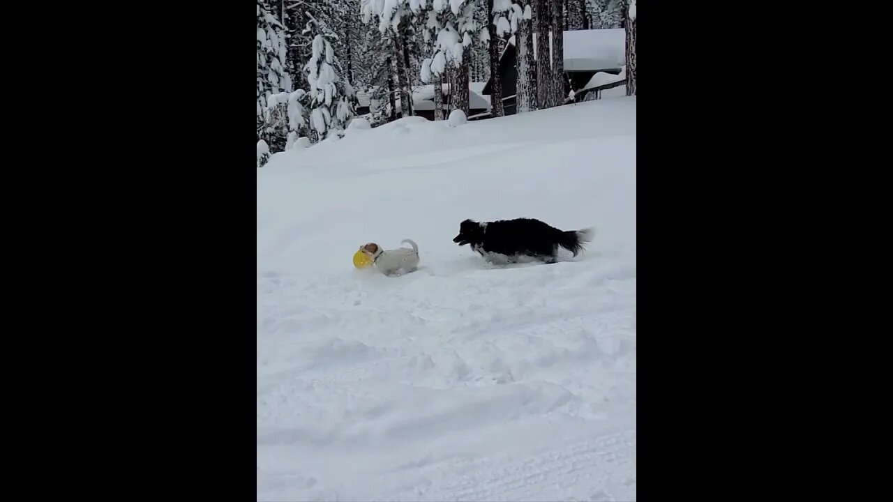 Ares Jack Russell and Junior do street dancing post snow storm