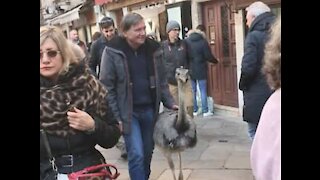 Venise: Ils sont condamnés à une amende pour avoir marché avec des autruches