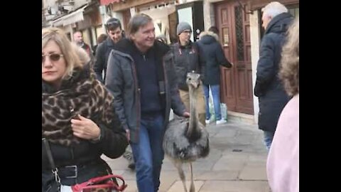 Venise: Ils sont condamnés à une amende pour avoir marché avec des autruches