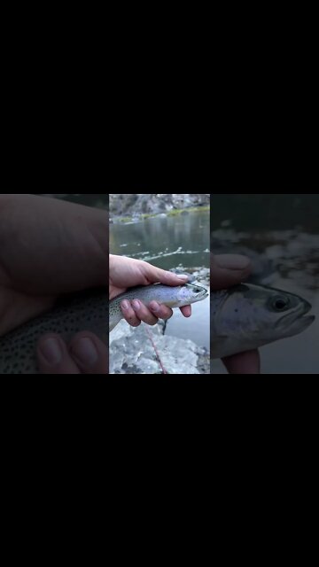 Trout for days in the Frank Church Wilderness