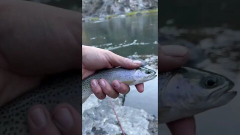 Trout for days in the Frank Church Wilderness