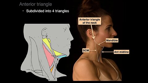 Triangles of the Neck