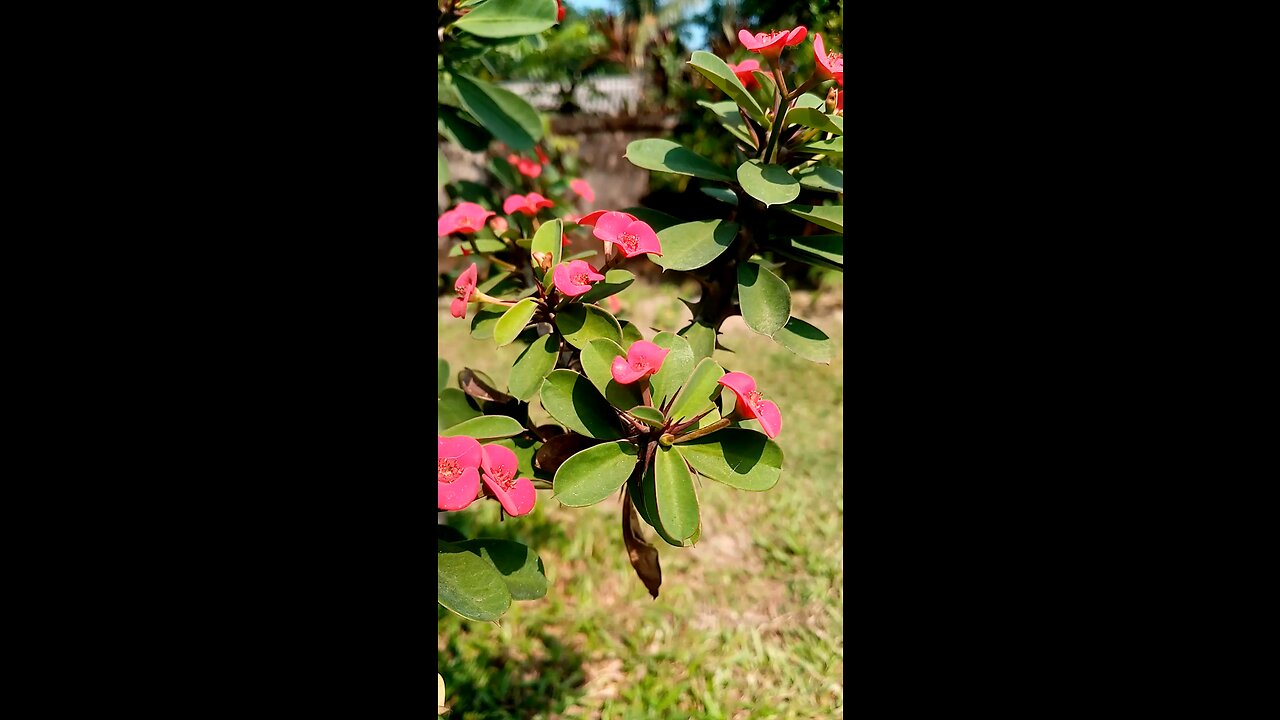 So beautiful Euphorbia flower