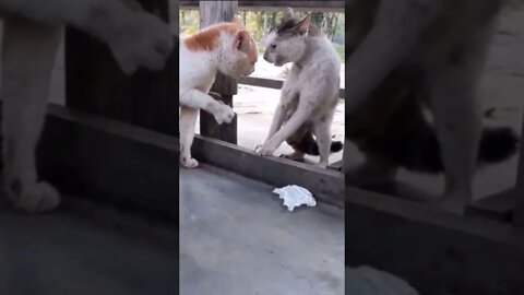 #shorts Смешные Коты Из Тик Тока 139 Funny Cats From Tiktok